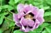 Rockii Peony: DA MO FENG YUN